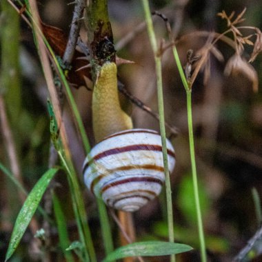 Ağaçta sürünen salyangoz.