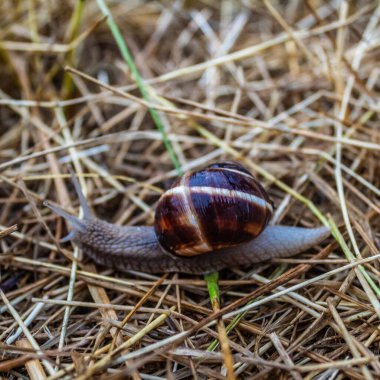 Çimlerin üzerinde sürünen salyangoz