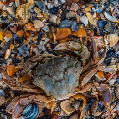 Deniz kabuğunun yakın çekimi ve sahilde bir yengeç.