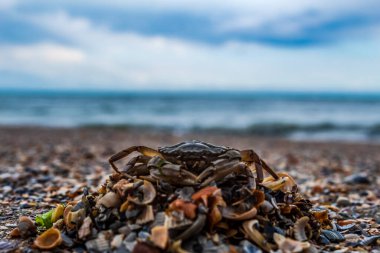 Kumda deniz kabukları