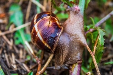 Salyangoz, sarmal, atia, yumuşakça, yenilebilir salyangoz