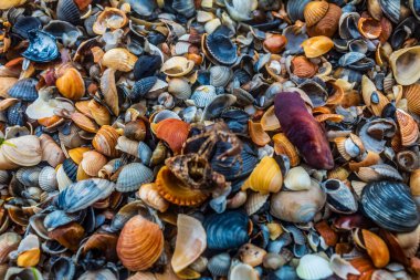 plaj renkli kabuklar