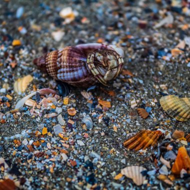 Deniz kabukları ve diğer cisimler kumların üzerinde yatıyor..