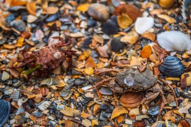 Sahilde deniz kabukları ve taşlar