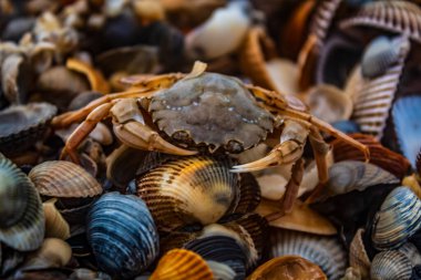 Sahilde deniz kabuklarının yakın plan çekimi.