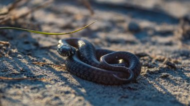 Kumda kara kertenkele