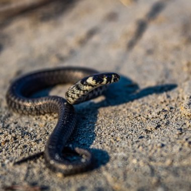 Yaklaş - yerdeki bir yılana.