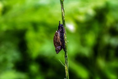 Kelebek yakın çekim