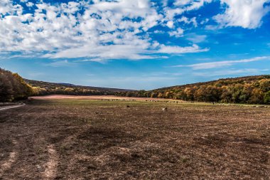 Ağaçlar ve çimen tarlalarıyla kırsal alanda dikey bir yol manzarası.