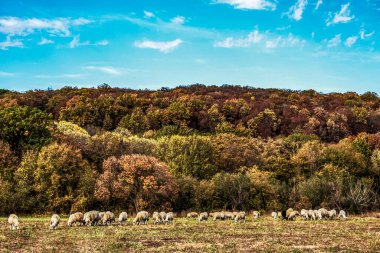 Ormanda koyun sürüsü olan güzel bir manzara.