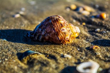 Baltık Denizi kıyısında deniz kabukları