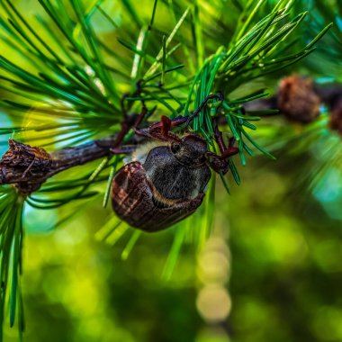 Noel ağacındaki çam kozalağına yakın.
