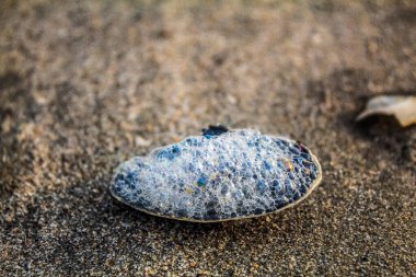 Kumsalda deniz kabuğu