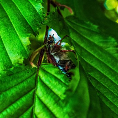 Ormandaki bir arıya yaklaş.