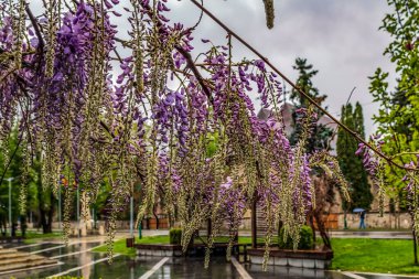 Parkta bahar çiçekleri