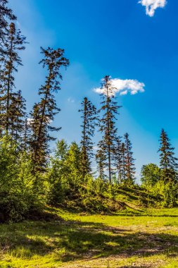 Yeşil orman ağaçlarıyla dikey çekim