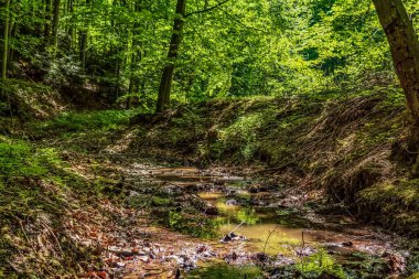 Dağlarda yeşil bir ormanda bir dere.