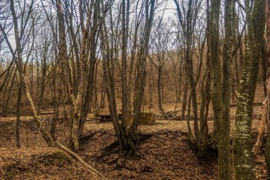 Sabah erken saatlerde bahar ormanı.