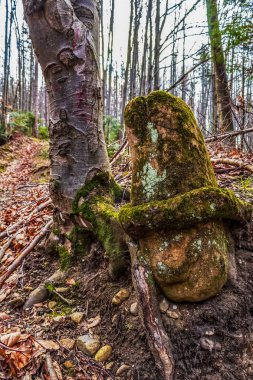 Ormandaki eski tahta kütük