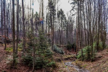 Dağlarda sonbahar ormanı