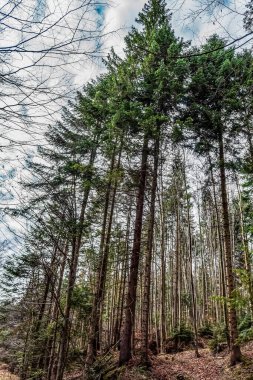 Bulutlu bir günde ağaçların dikey görüntüsü