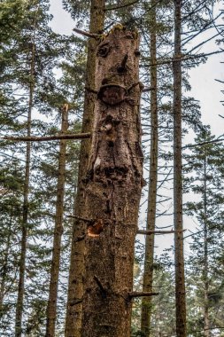 Ormandaki bir ağaç gövdesinin dikey görüntüsü.