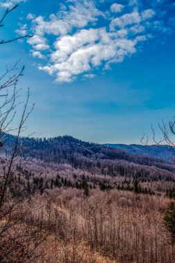 Açık bir kış gününde ağaçlı bir ormanın dikey görüntüsü.