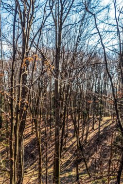 Ormandaki boş bir yolun dikey görüntüsü.