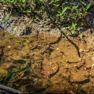 Yeşil yosunlu su yüzeyi