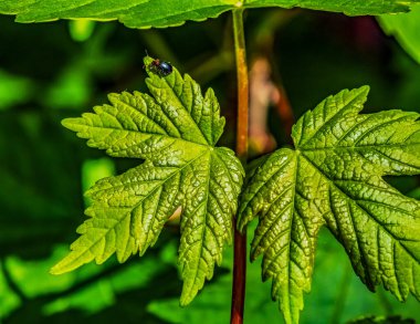 Damlalı yeşil yaprak