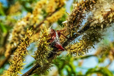 Yeşil çimenli bir tarlada ölü bir ağacın yakın çekimi.
