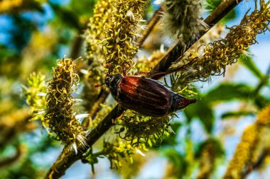 Yeşil yapraklı bir böcek..