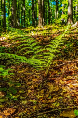 Dağlardaki yeşil orman