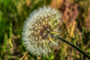 Bir karahindibanın yakın çekimi.