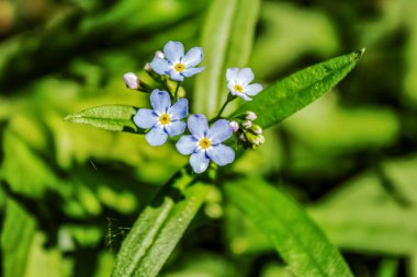 yeşil zemin üzerine güzel çiçekler
