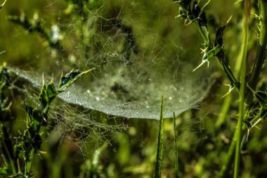 web üzerinde çiy damlaları