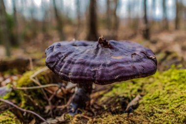 sonbahar ormanda mantar