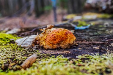 Güzel sonbahar ormanı manzarası