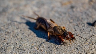 Beyaz bir yüzeyde ölü bir böceğin yakın plan fotoğrafı.
