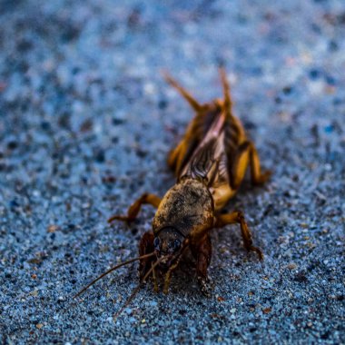 Yerdeki bir çekirgeye yakın çekim