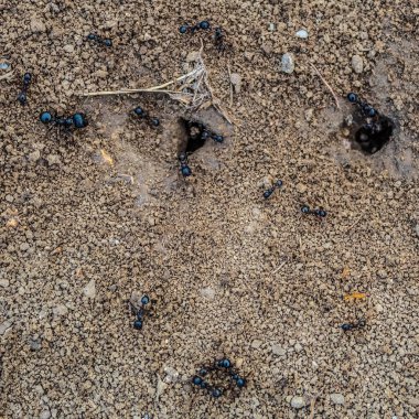 Kara karıncalar ormanda yerde..