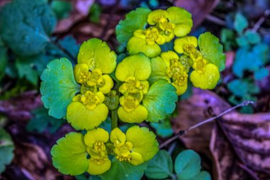 Parkta sarı yapraklar