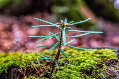 Doğadaki ağaçtaki küçük yeşil yosun.