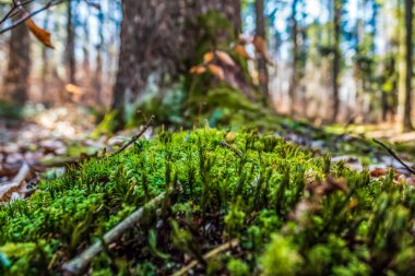 Ağaç gövdesinde yeşil yosun var.