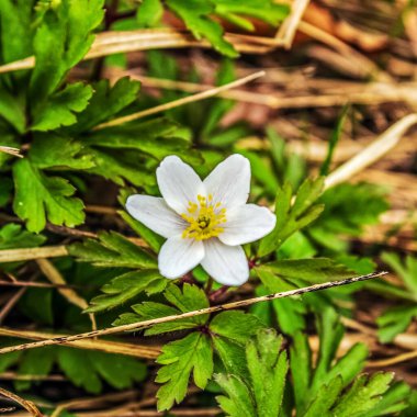 Ormanda beyaz çiçekler.