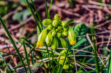 Bahçedeki güzel çiçekler