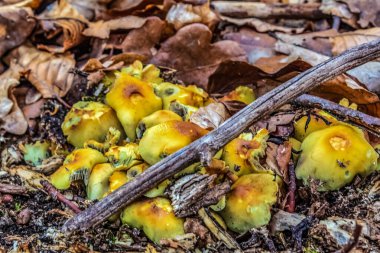 Ormandaki ağaçta sarı mantar