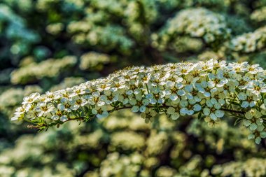 Ağaçtaki beyaz çiçekler