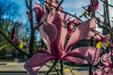 Bahçedeki güzel pembe çiçekler