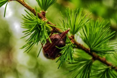 Bir dalda çam kozalağı